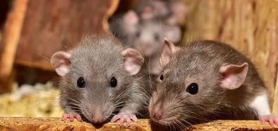 Гранулы BROS от мышей и крыс 90 г купить недорого в интернет-магазине  товаров для сада Бауцентр