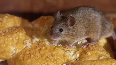 Купить гранулы от крыс, мышей зоокумарин 100г сырный рубит по оптимальной  цене. Строительные материалы оптом и в розницу с доставкой