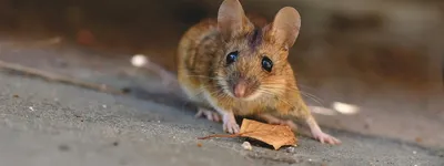 Средство от крыс и мышей ЭкстраФлор 10 г купить недорого в  интернет-магазине товаров для сада Бауцентр