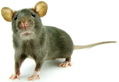 Домашняя крыса, Rat
