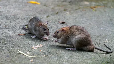 В римском Колизее нашествие крыс. Власти уже начали борьбу с грызунами |  РБК Life