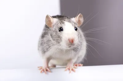 Сколько живут крысы: что надо знать о домашних питомцах? - 7Дней.ру