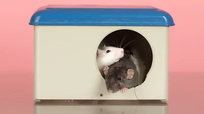 Из обычных крыс теперь создают спасателей | ForPost