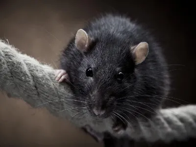 Сколько стоит декоративная крыса, где купить, чем кормить, содержание и уход