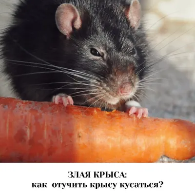 Мэрия Парижа признала, что городу придется научиться жить с крысами  (Politico, США) | 13.06.2023, ИноСМИ
