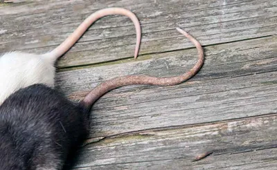 Крыса кусается | Пикабу