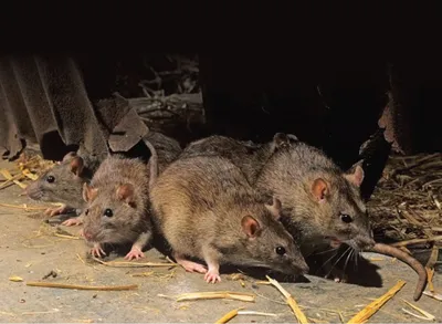 Земляная крыса: как избавиться в огороде