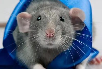 Открытые-НКО - В Москве запустили проект по спасению бывших лабораторных  крыс