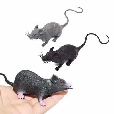 Сфокусировать | Домашние крысы, Крыса, Домашнее животное