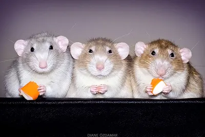 Крысы мультяшные в доспехах» — создано в Шедевруме