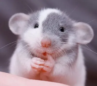 Такие милые крысы: dymontiger — LiveJournal