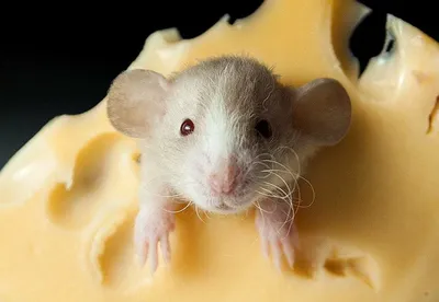 20+ доказательств того, что крысы тоже могут быть милыми