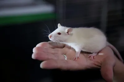Умны ли крысы? | О животных и людях | Дзен