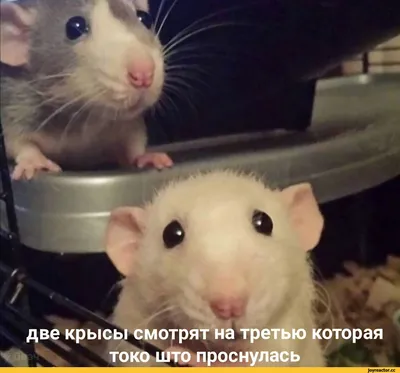 Две крысы подружки (42 фото) | Крыса, Ретро картинки, Мемы