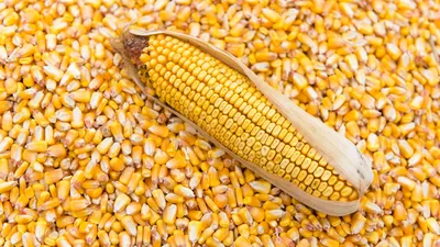 Кукуруза - натуральные продукты от Агрокомбината Несвижский