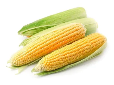 Царица полей» - кукуруза и её минеральное питание.