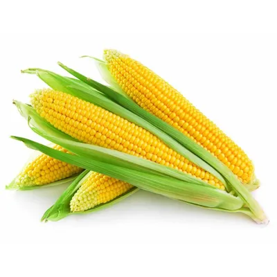 Кукуруза — полезные свойства и как необычно приготовить - СевКор - Новости  Севастополя