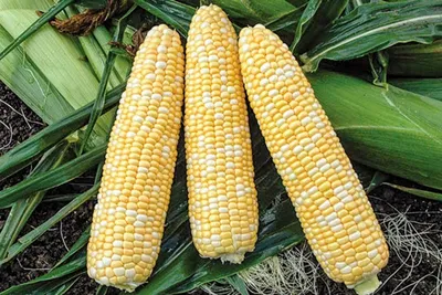 Что происходит с организмом, когда вы едите кукурузу