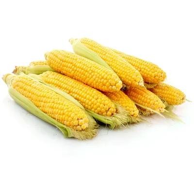 Кукуруза белая сахарная – великолепный сорт с белыми зёрнами