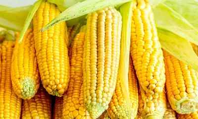 Полезные свойства кукурузы-Управление Роспотребнадзора по Кировской области