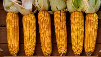 Кукуруза: польза и вред для здоровья. Что будет, если часто ее есть |  Спортивный портал Vesti.kz