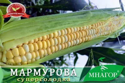 Кукуруза сахарная Акцентуэта F1 (5 000 сем.) купить семена по цене 5 929 ₽  за 5 000 сем.