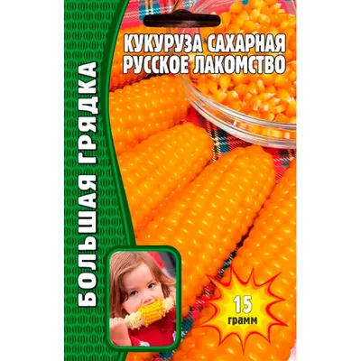 Эндокринолог рассказала, кому опасно есть кукурузу — читать на Gastronom.ru