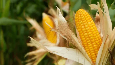 Как и сколько варить кукурузу: 3 рецепта в кастрюле, микроволновке и  духовке | РБК Life
