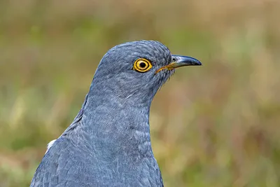 Cuckoo | Cuckoo – Cuculus canorus – Обыкновенная кукушка Rus… | Flickr