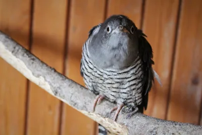 Кукушка - спасительница дубов. | BirdWatch.by