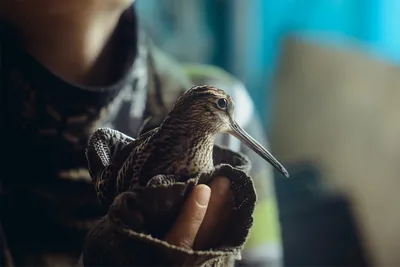 Вальдшнеп - лесной кулик, которого ценят охотники | Птица дома | Дзен