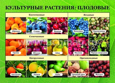 Культурные растения: плодовые: 16 демонстрационных дидактических красочных  карт с оборотом – купить по цене: 171 руб. в интернет-магазине УчМаг