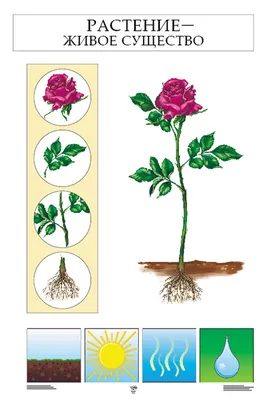 Окружающий мир. Растения и грибы. Комплект из 7 плакатов: 1. Растение -  живое существо. 2-3. Разнообразие растений. 4. Культурные растения. 5.  Размножение растений. 6. Грибы. 7. Карточки для самостоятельной работы и  Методическое