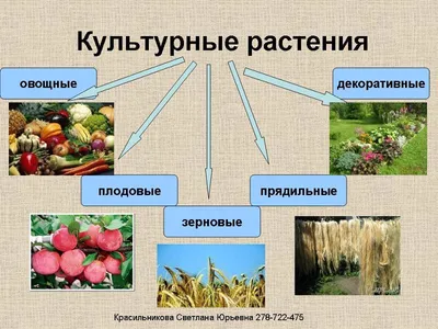 Гербарий «Культурные растения» (ID#1002824808), цена: 590 ₴, купить на  Prom.ua