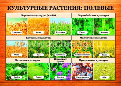 Культурные растения: полевые: 16 демонстрационных дидактических красочных  карт с оборотом – купить по цене: 171 руб. в интернет-магазине УчМаг
