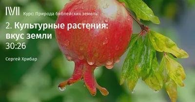 Культурные растения (Множество фотографий) - treepics.ru