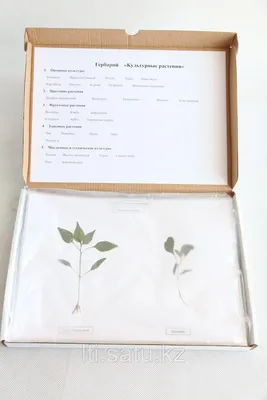 Культурные растения: полевые. 16 красочных карт Издательство Учитель  5195346 купить в интернет-магазине Wildberries