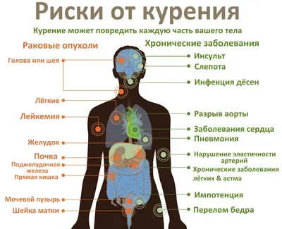 Ежедневное курение приводит к уменьшению мозга — ученые - 13.05.2023,  Sputnik Кыргызстан