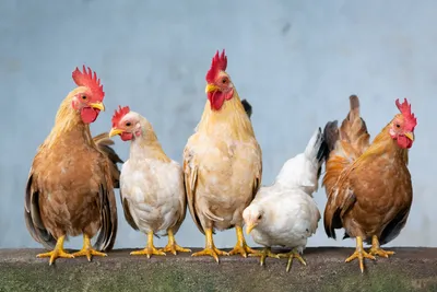 курица и петух с яйцами стоковое фото. изображение насчитывающей поголовье  - 254459576