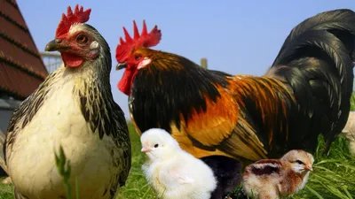 Как отличить Петуха от Курицы: 5 простых отличий | Пикабу