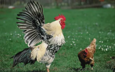 Петух с курицей и цыплятами куриные семейные иконы в плоском или мультяшном  стиле фермерское животное и птица | Премиум векторы