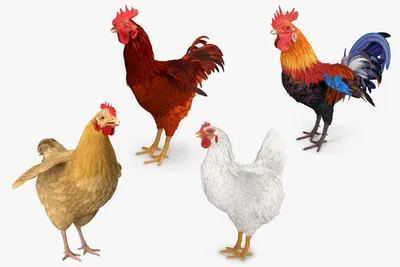 Курица И Петух С Сердцем — стоковые фотографии и другие картинки Белый -  Белый, Горизонтальный, Два животных - iStock