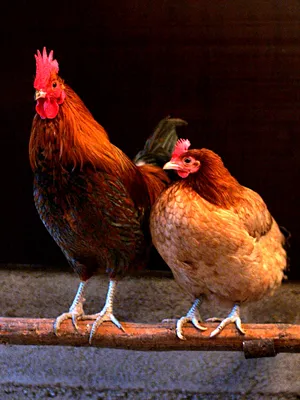 7 удивительных фактов о курице и курином мясе