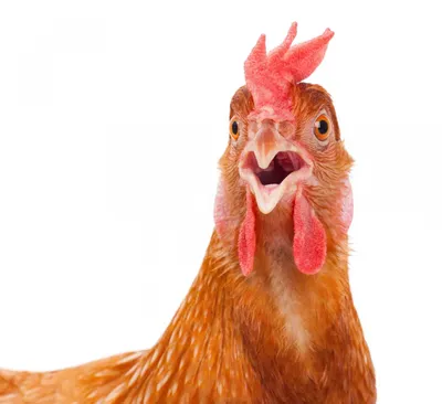 Красивая курица, изолированная на белом фоне Три курицы Стоковое  Изображение - изображение насчитывающей головка, мясо: 163334191