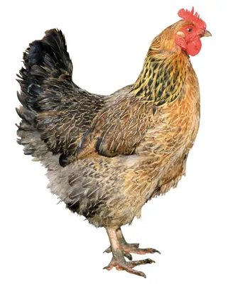 Как общаются между собой курицы: 8 интересных фактов о нравах птичьего  двора | Приключения натуралиста | Дзен