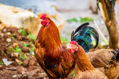 Минсельхоз хочет запретить экспорт мяса курицы из России - Ведомости
