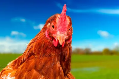 иллюстрация курицы домашней птицы PNG , курица клипарт, иллюстрация птицы,  красный Cockscomb PNG картинки и пнг PSD рисунок для бесплатной загрузки