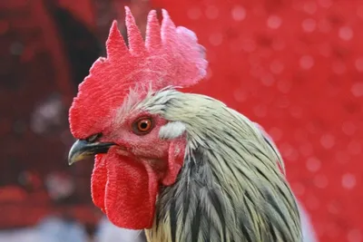 Что приготовить на Новый год - простой рецепт сочной курицы с хрустящей  корочкой | РБК Украина