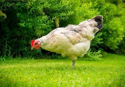 Курица высокого полета: почему в России дорожает мясо птицы — РБК