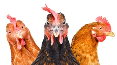 4 курицы совместно стоковое фото. изображение насчитывающей поголовье -  137426302